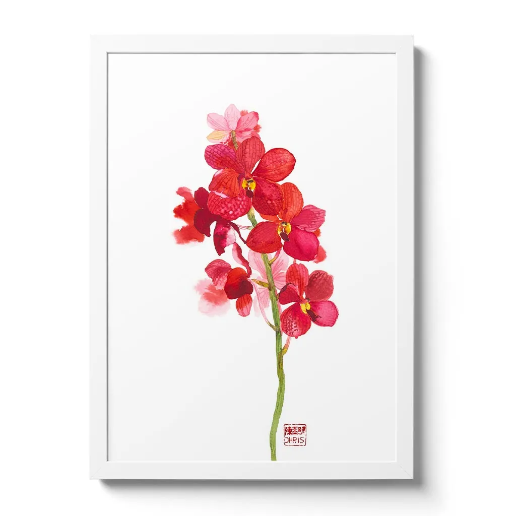 Ascd Red Gem Orchid