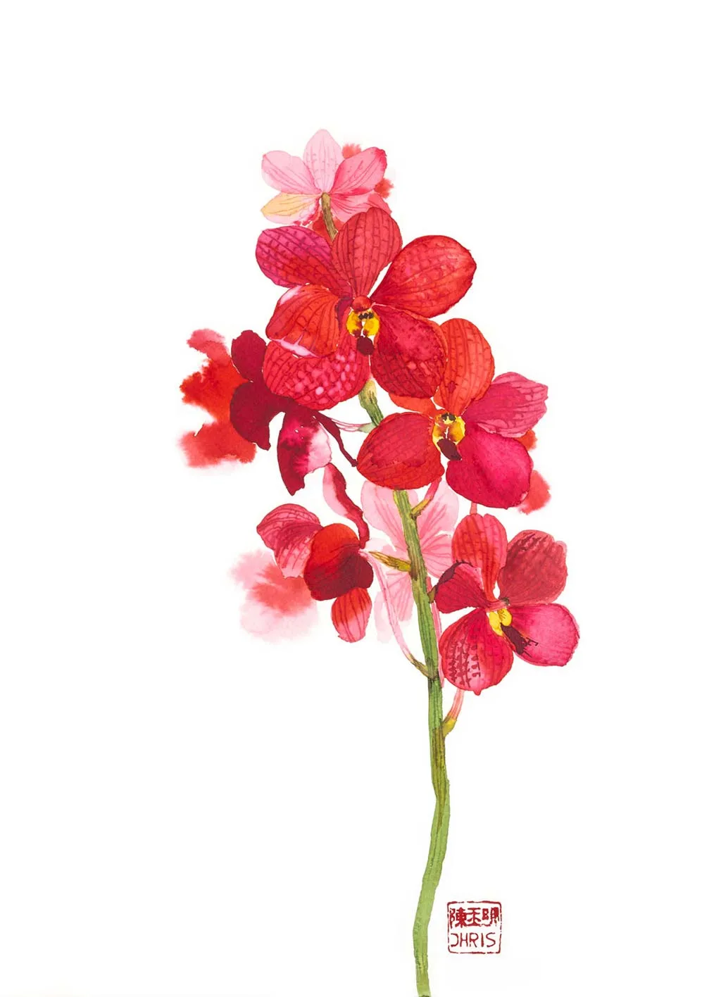 Ascd Red Gem Orchid