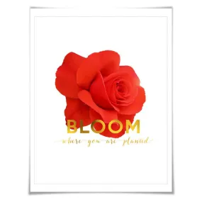 Bloom Where You Are Planted Gold Foil Art Print. 3 Sizes. Flower Poster. Floral Art. Red Rose. Inspirational Quote.