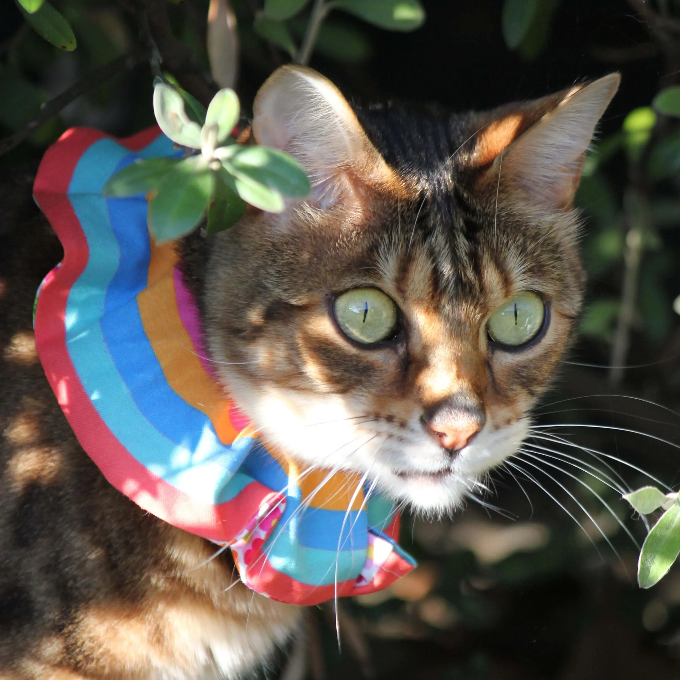 Cat Scrunchies - Bird protectors