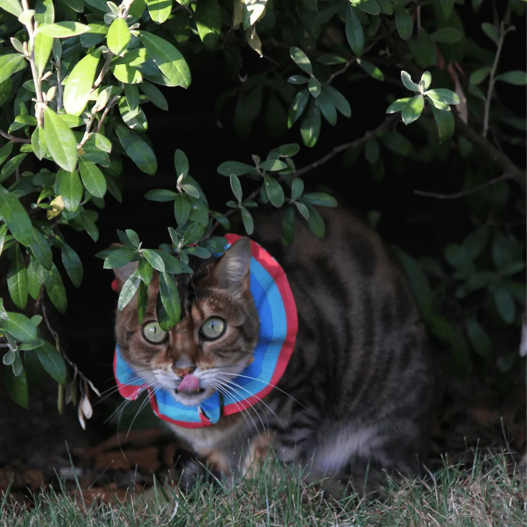 Cat Scrunchies - Bird protectors