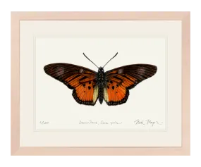 Clark's False Acraea Butterfly Print