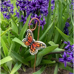 Monarch Butterfly Plant Pic