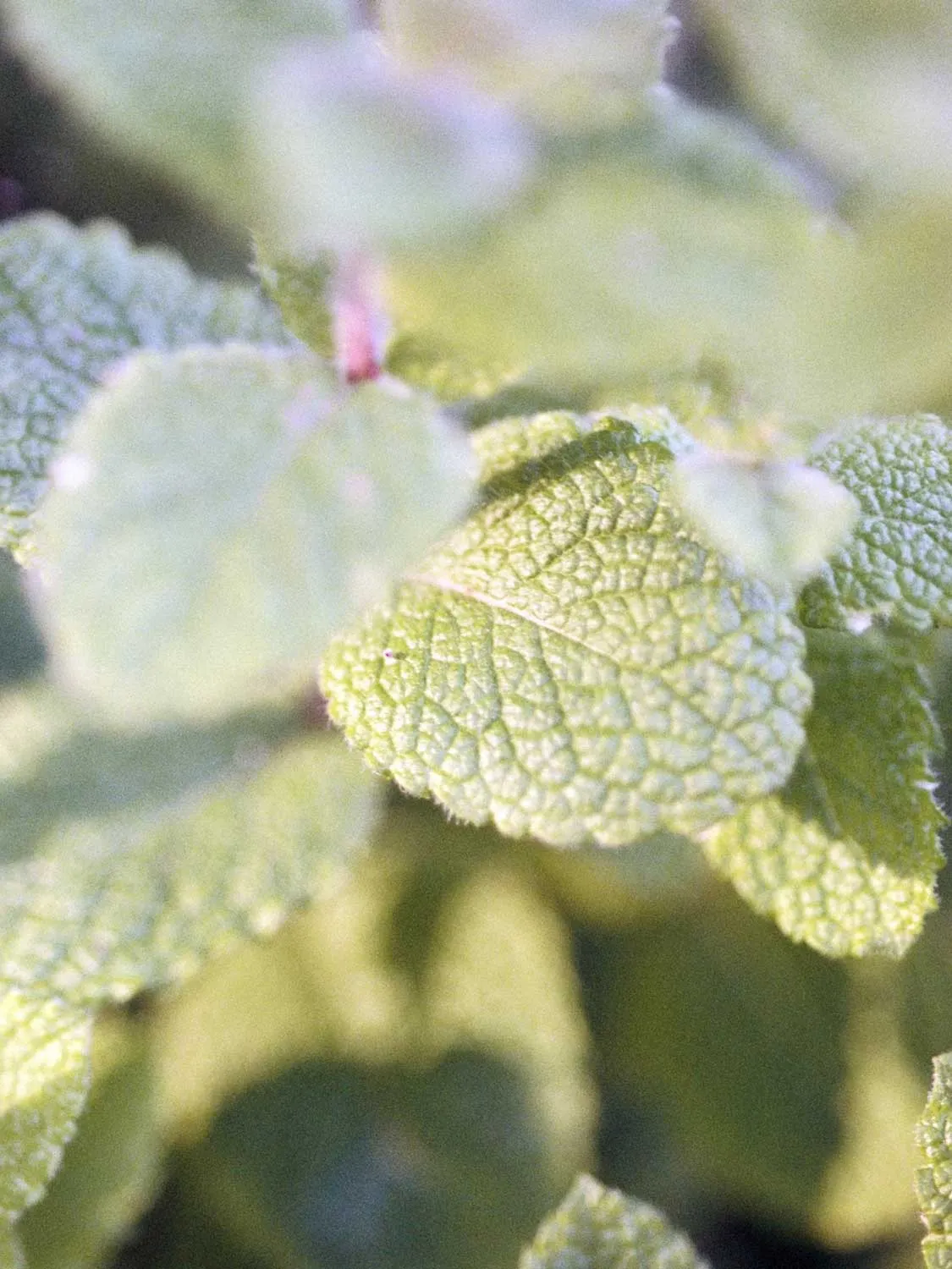 Nettle Hair Conditioner